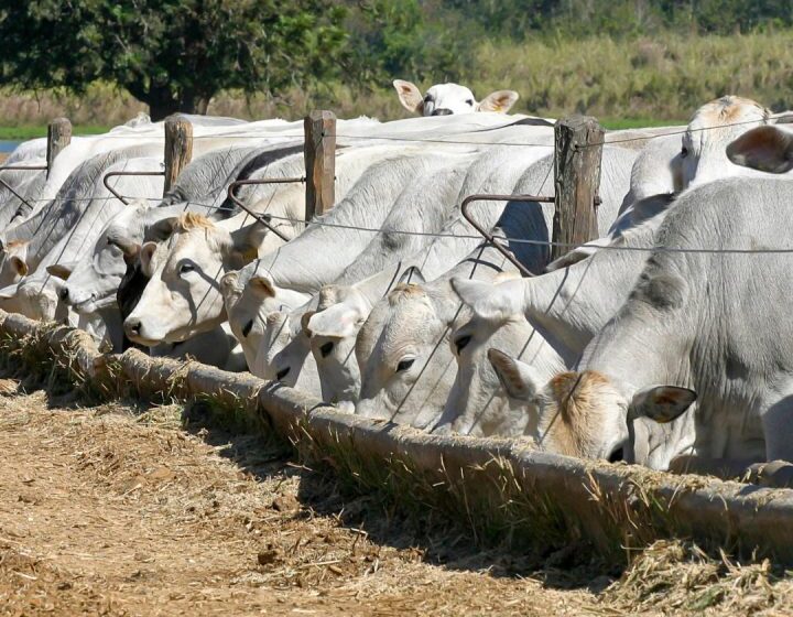 Adab convoca produtores para atualização obrigatória de cadastro a partir de 1º de julho