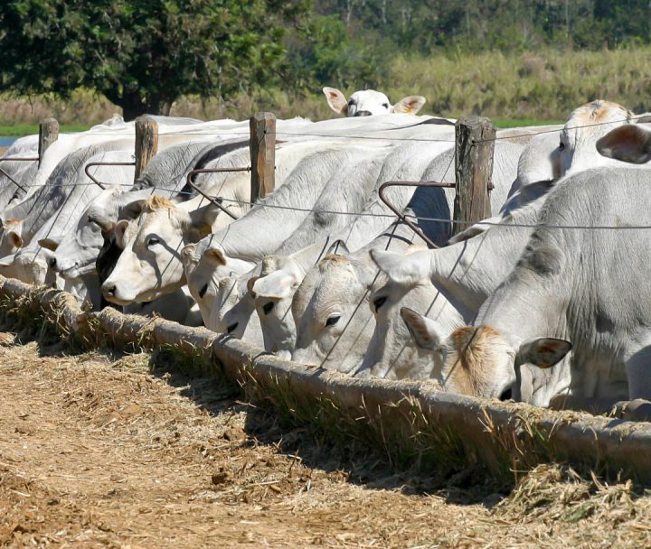 Foto: Reprodução/Adab