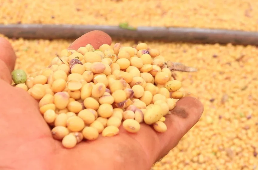  Bahia encerra safra de soja com resultado histórico e reforça liderança no agronegócio