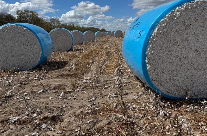 Produtores iniciam destruição de soqueiras na Bahia para controle do bicudo