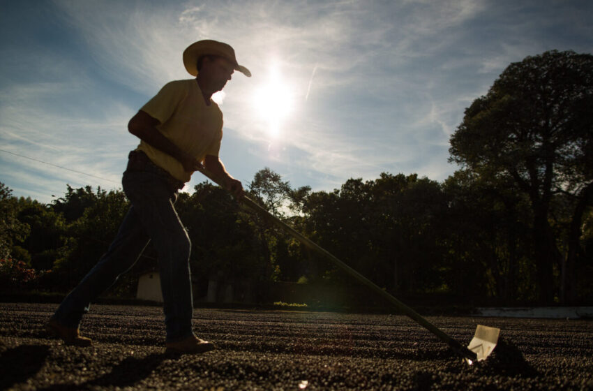  Agro baiano bate recorde de empregos com alta de 509% em maio, aponta Faeb