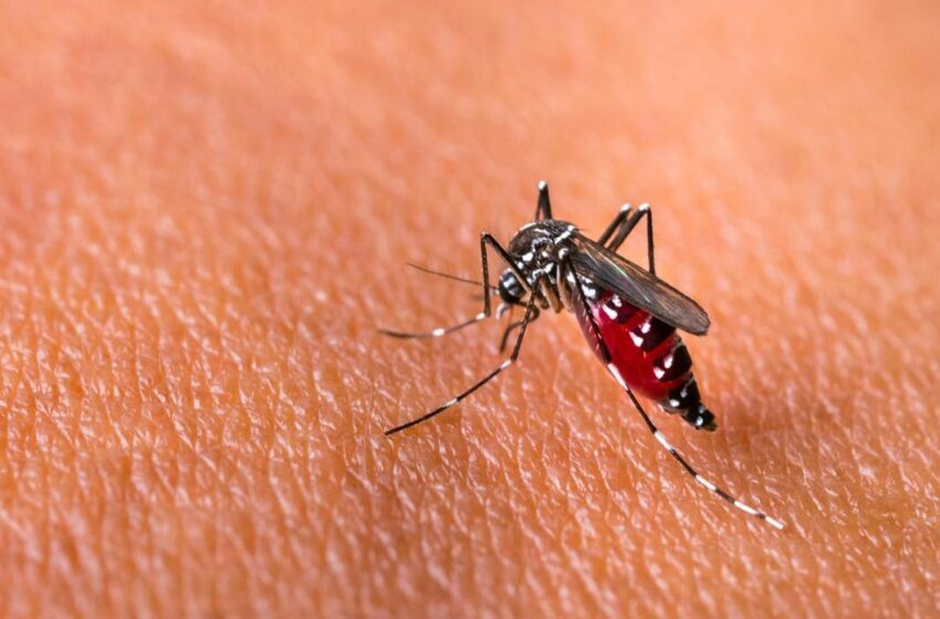  Alerta Global: OMS teme nova grande epidemia de Chikungunya