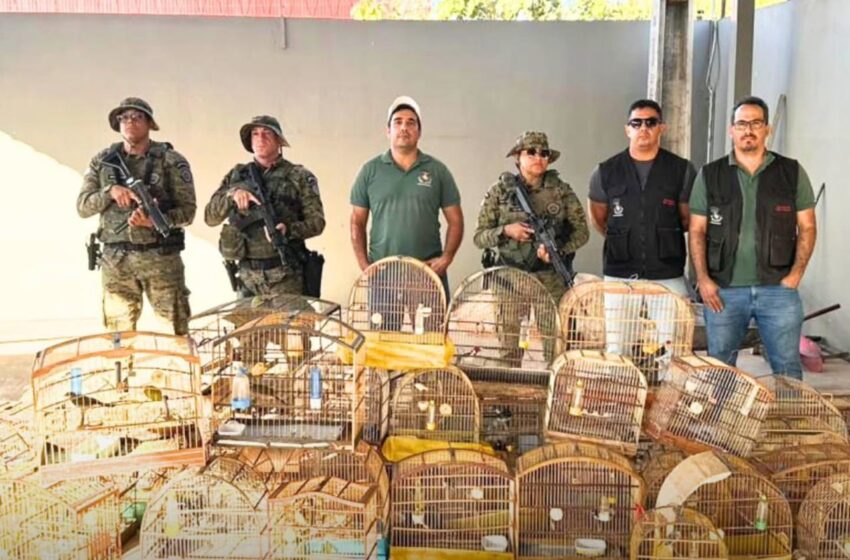  CIPPA/LENÇÓIS RESGATA 54 AVES SILVESTRES EM CATIVEIRO EM LUÍS EDUARDO MAGALHÃES