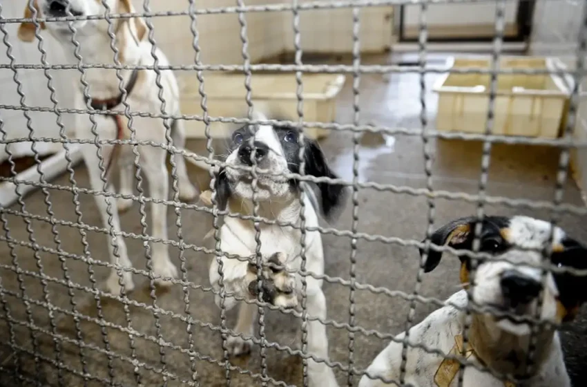  Câmara aprova projeto que proíbe testes com animais em cosméticos e produtos de higiene