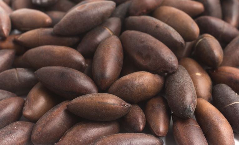  União Europeia passa a importar castanha de baru do Bras