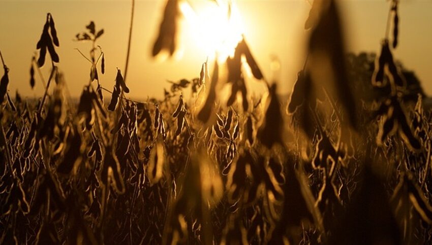 Embrapa lança biofungicida inovador com bactéria do Cerrado para proteger lavouras de milho e soja