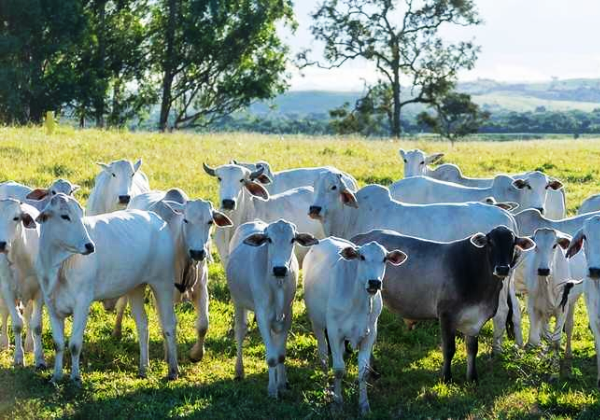 Pecuária baiana bate recorde histórico com maior rebanho bovino em 50 anos