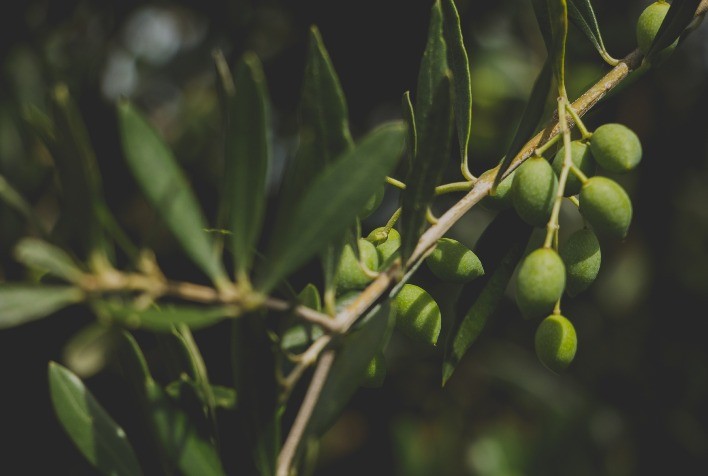  Bagé será palco de três grandes eventos da olivicultura sul-americana