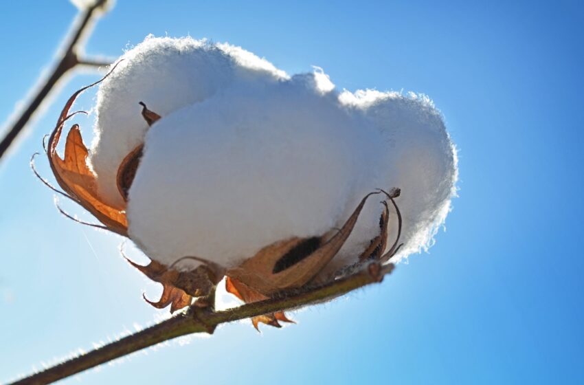  Bahia fecha safra de algodão com alta produtividade e consolida polo irrigado no Oeste