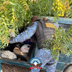 Foto: Divulgação/GCM-LEM Foto: Divulgação/GCM-LEM