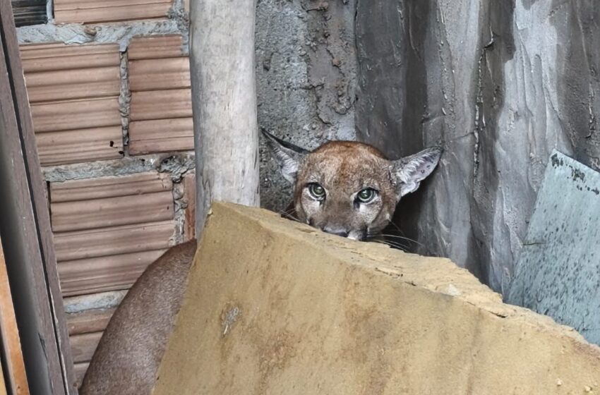  Onça-parda é resgatada em bairro de Luís Eduardo Magalhãe