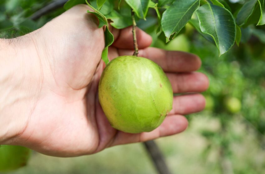  Cultivo do umbu gigante ganha força como motor econômico no semiárido baiano