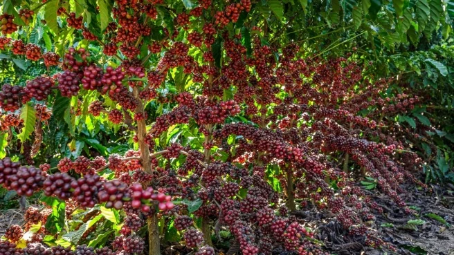  Perspectivas e desafios marcam a nova temporada do café conilon no Brasil