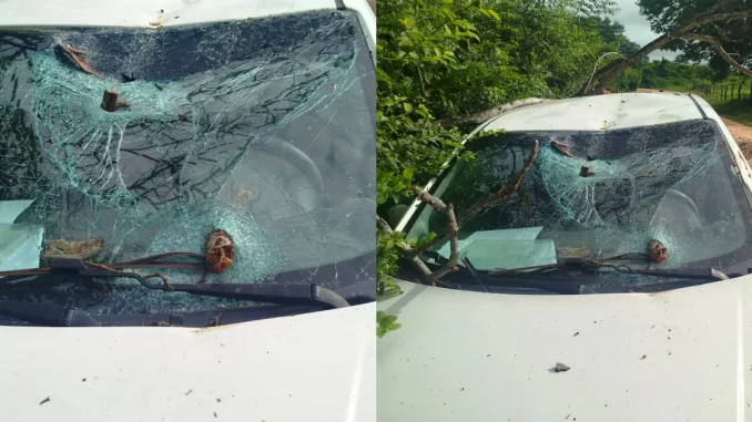  Professora escapa ilesa após árvore cair sobre veículo em estrada rural de Formosa do Rio Preto