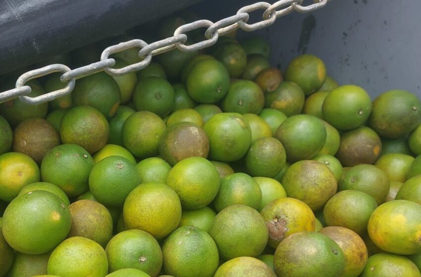  Adab intercepta carga de 40 toneladas de laranja com documentação falsificada