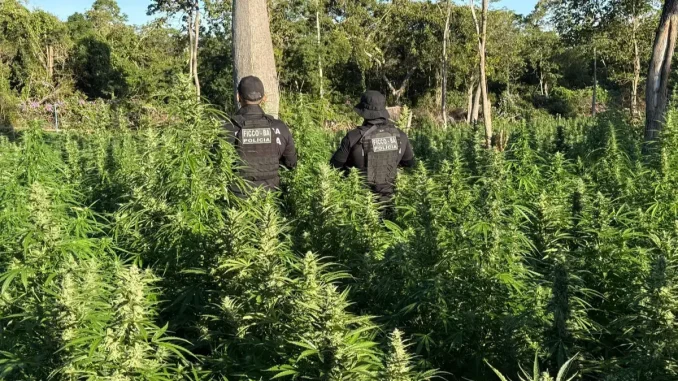  Operação descobre 50 mil pés de maconha e termina com suspeito baleado no Oeste da Bahia