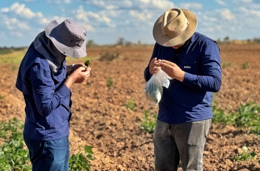  Produtores do Oeste da Bahia iniciam Vazio Sanitário da Soja a partir de 26 de junho